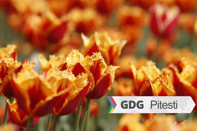 tulips-gdg-pitesti